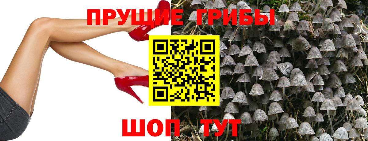 Галлюциногенные грибы Cubensis Новозыбков